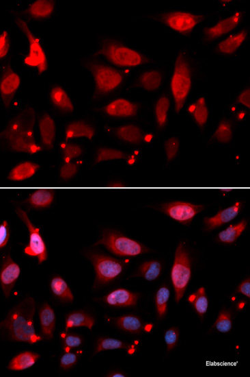 Immunofluorescence analysis of U2OS cells using PSMB2 Polyclonal Antibody