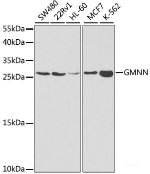 Western blot analysis of extracts of THP-1 cells using TLE1 Polyclonal Antibody at dilution of 1:1000.