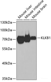 Immunofluorescence analysis of MCF-7 cells using CTSA Polyclonal Antibody