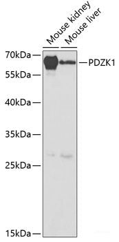 Immunofluorescence analysis of U2OS cells using HNRNPF Polyclonal Antibody