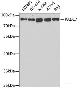 Immunofluorescence analysis of U2OS cells using MCM5 Polyclonal Antibody