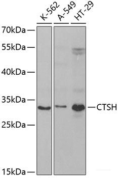 Western blot analysis of extracts of 293T cells using ATG9A Polyclonal Antibody.