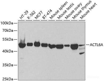 Western blot analysis of extracts of NIH/3T3 cells using LC3B Polyclonal Antibody at dilution of 1:1000. NIH/3T3 cells were treated by Chloroquine (50 μM) for 20 hours.
