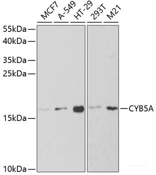 Western blot analysis of extracts of various cell lines using DCLRE1C Polyclonal Antibody at dilution of 1:1000.