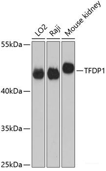 Western blot analysis of extracts of various cell lines using CLOCK Polyclonal Antibody at dilution of 1:1000.