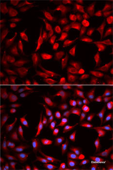 Immunofluorescence analysis of U2OS cells using NKX2-5 Polyclonal Antibody at dilution of 1:100. Blue: DAPI for nuclear staining.