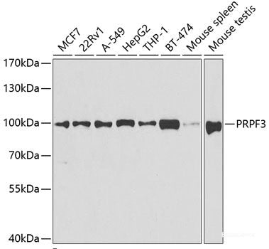 Western blot analysis of extracts of various cell lines using GRB7 Polyclonal Antibody at dilution of 1:1000.