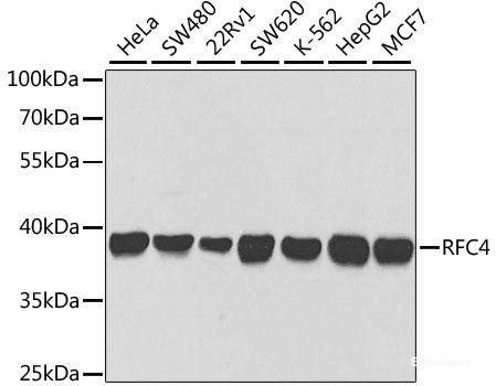Western blot analysis of extracts of various cell lines using PSMB4 Polyclonal Antibody at dilution of 1:1000.