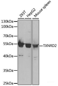Western blot analysis of extracts of various cell lines using CLCN5 Polyclonal Antibody at dilution of 1:1000.