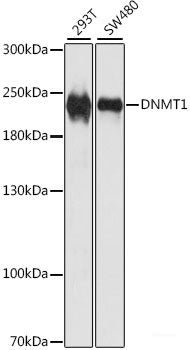 Immunofluorescence analysis of MCF-7 cells using CS Polyclonal Antibody