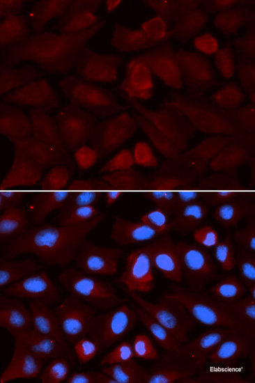 Western blot analysis of extracts of HT-29 cells using FUT2 Polyclonal Antibody at dilution of 1:1000.