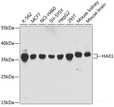 Immunofluorescence analysis of U2OS cells using PAEP Polyclonal Antibody