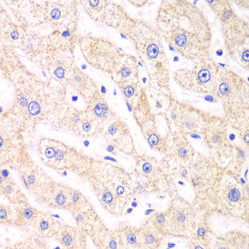 Immunohistochemistry of paraffin-embedded Human stomach using ST6GAL1 Polyclonal Antibody at dilution of 1:100 (40x lens).