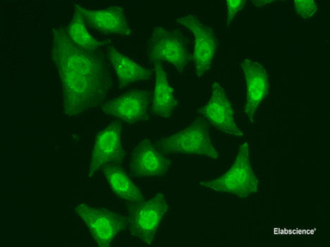 Immunofluorescence analysis of U2OS cells using WARS Polyclonal Antibody