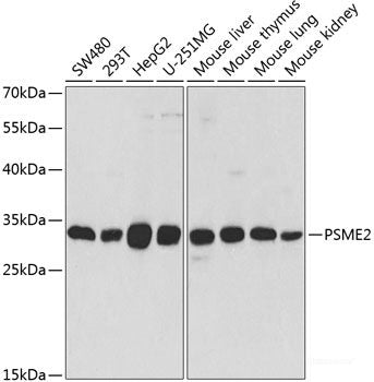 Immunofluorescence analysis of U2OS cells using PCGF6 Polyclonal Antibody