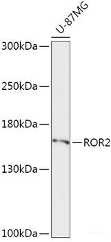 Western blot analysis of extracts of various cell lines using BBOX1 Polyclonal Antibody at dilution of 1:1000.