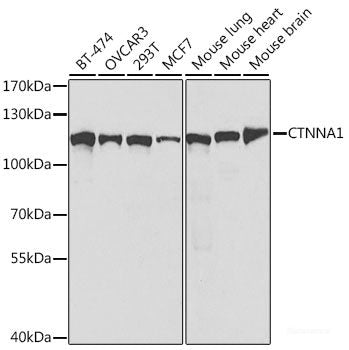 Immunohistochemistry of paraffin-embedded Mouse stomach using MBL2 Polyclonal Antibody