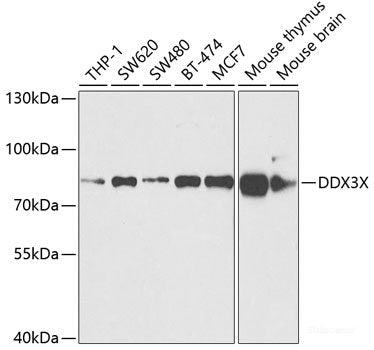 Western blot analysis of extracts of various cell lines using GTF2F2 Polyclonal Antibody at dilution of 1:1000.