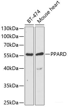 Western blot analysis of extracts of various cell lines using SKIL Polyclonal Antibody at dilution of 1:3000.