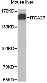 Immunohistochemistry of paraffin-embedded Rat heart using SF3B2 Polyclonal Antibody at dilution of 1:100 (40x lens).