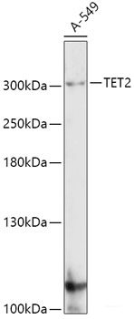 Western blot analysis of extracts of various cell lines using SBDS Polyclonal Antibody at dilution of 1:1000.