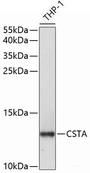Immunohistochemistry of paraffin-embedded Rat brain using ILF2 Polyclonal Antibody at dilution of 1:100 (40x lens).