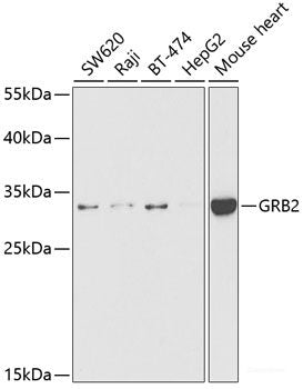 Western blot analysis of extracts of various cell lines using RPL4 Polyclonal Antibody at dilution of 1:1000.