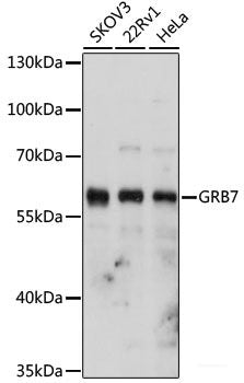 Immunohistochemistry of paraffin-embedded Rat brain using MTDH Polyclonal Antibody at dilution of 1:200 (40x lens).