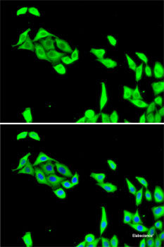Western blot analysis of extracts of various cell lines using CELF1 Polyclonal Antibody at dilution of 1:1000.
