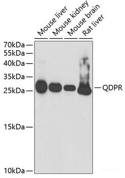 Western blot analysis of extracts of various cell lines using METAP2 Polyclonal Antibody at dilution of 1:1000.