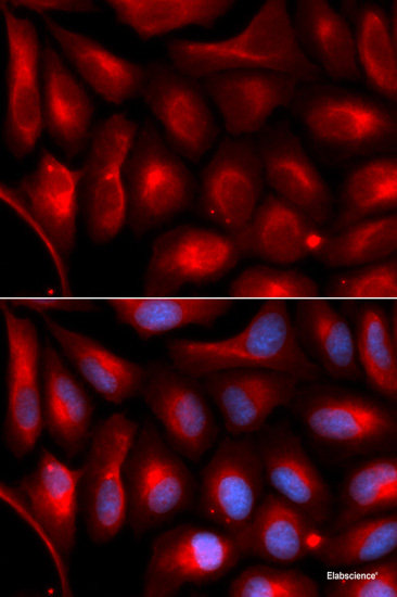 Western blot analysis of extracts of various cell lines using ALYREF Polyclonal Antibody at dilution of 1:1000.