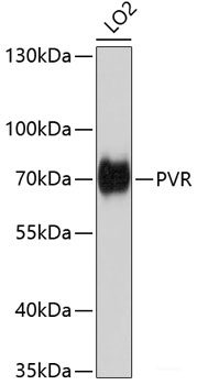 Immunohistochemistry of paraffin-embedded Rat spleen using AQR Polyclonal Antibody at dilution of 1:100 (40x lens).