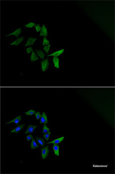 Western blot analysis of extracts of various cell lines using PIWIL2 Polyclonal Antibody at dilution of 1:1000.