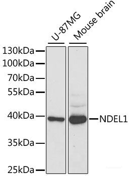 Western blot analysis of extracts of various cell lines using SRSF3 Polyclonal Antibody at dilution of 1:3000.