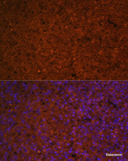 Immunofluorescence analysis of U2OS cells using EIF4E Polyclonal Antibody at dilution of 1:100. Blue: DAPI for nuclear staining.