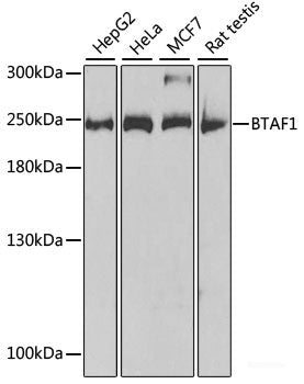 Western blot analysis of extracts of various cell lines using CTH Polyclonal Antibody at dilution of 1:1000.