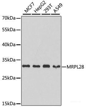 Western blot analysis of extracts of various cell lines using KCNJ5 Polyclonal Antibody at dilution of 1:1000.