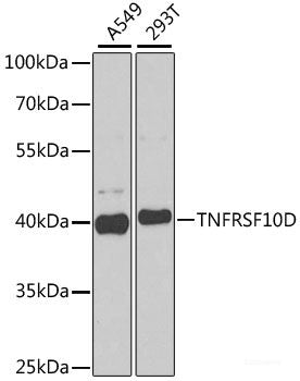 Immunofluorescence analysis of MCF7 cells using GRK6 Polyclonal Antibody
