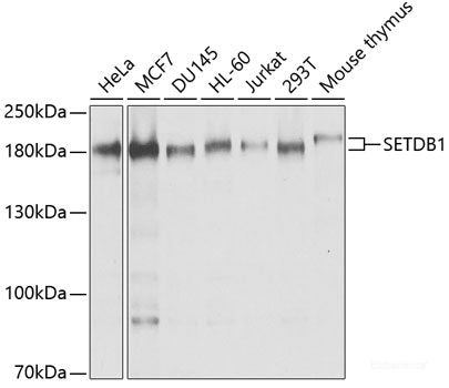 Western blot analysis of extracts of BT-474 cells using LMX1B Polyclonal Antibody at dilution of 1:1000.