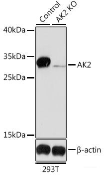 Western blot analysis of extracts of various cell lines using NUDC Polyclonal Antibody at dilution of 1:1000.