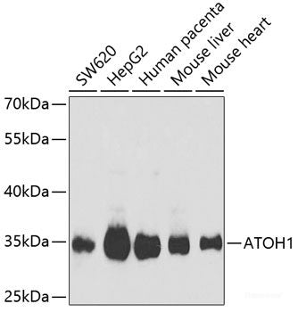 Western blot analysis of extracts of various cell lines using PNKP Polyclonal Antibody at dilution of 1:1000.