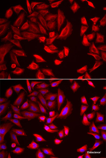 Western blot analysis of extracts of various cell lines using RAE1 Polyclonal Antibody at dilution of 1:1000.