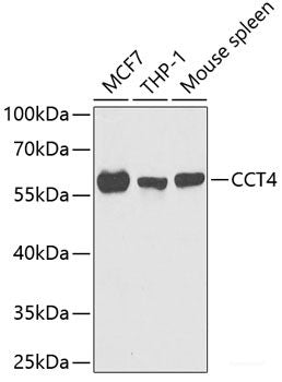 Immunofluorescence analysis of MCF7 cells using RAMP3 Polyclonal Antibody