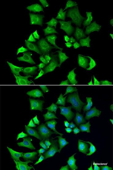 Western blot analysis of extracts of various cell lines using SMPX Polyclonal Antibody at dilution of 1:1000.