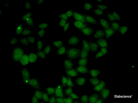 Western blot analysis of extracts of various cell lines using SNAP91 Polyclonal Antibody at dilution of 1:1000.