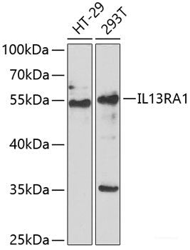 Western blot analysis of extracts of various cell lines using TREX1 Polyclonal Antibody at dilution of 1:1000.