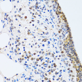 Immunofluorescence analysis of U2OS cells using PIWIL1 Polyclonal Antibody at dilution of 1:100. Blue: DAPI for nuclear staining.