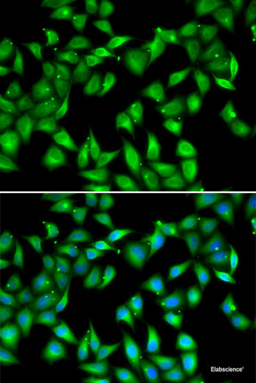Immunofluorescence analysis of HeLa cells using POLR2L Polyclonal Antibody