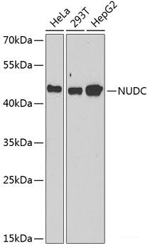 Immunofluorescence analysis of MCF7 cells using ATOX1 Polyclonal Antibody
