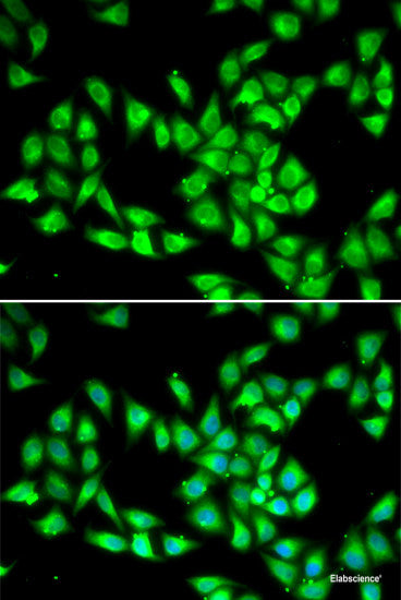 Western blot analysis of extracts of various cell lines using BMP3 Polyclonal Antibody at dilution of 1:1000.